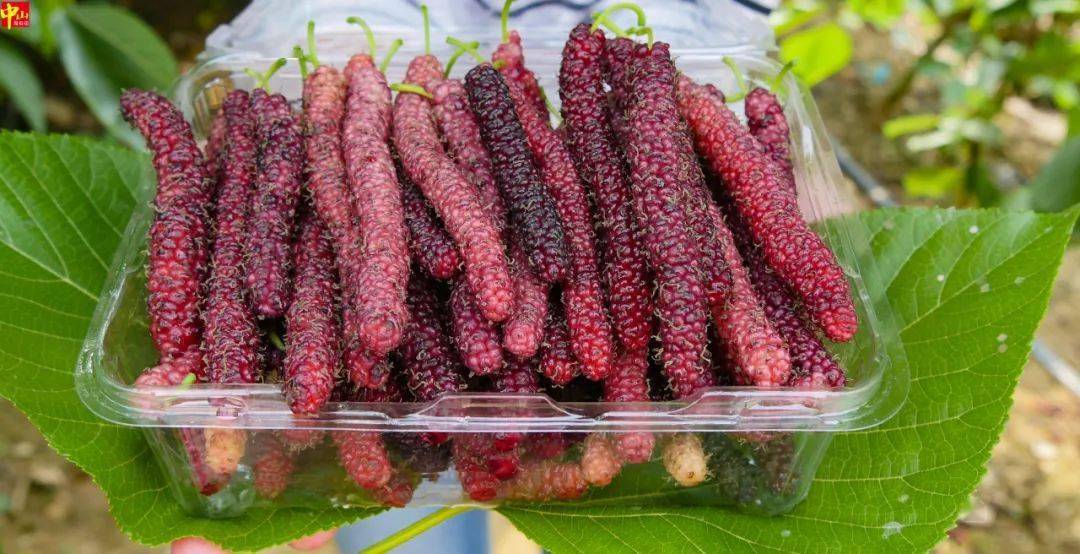 酸甜多汁中山大片桑葚熟了请你免费吃