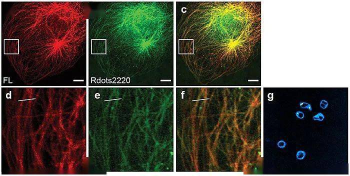纳米超高亮度拉曼点助力多色光学成像