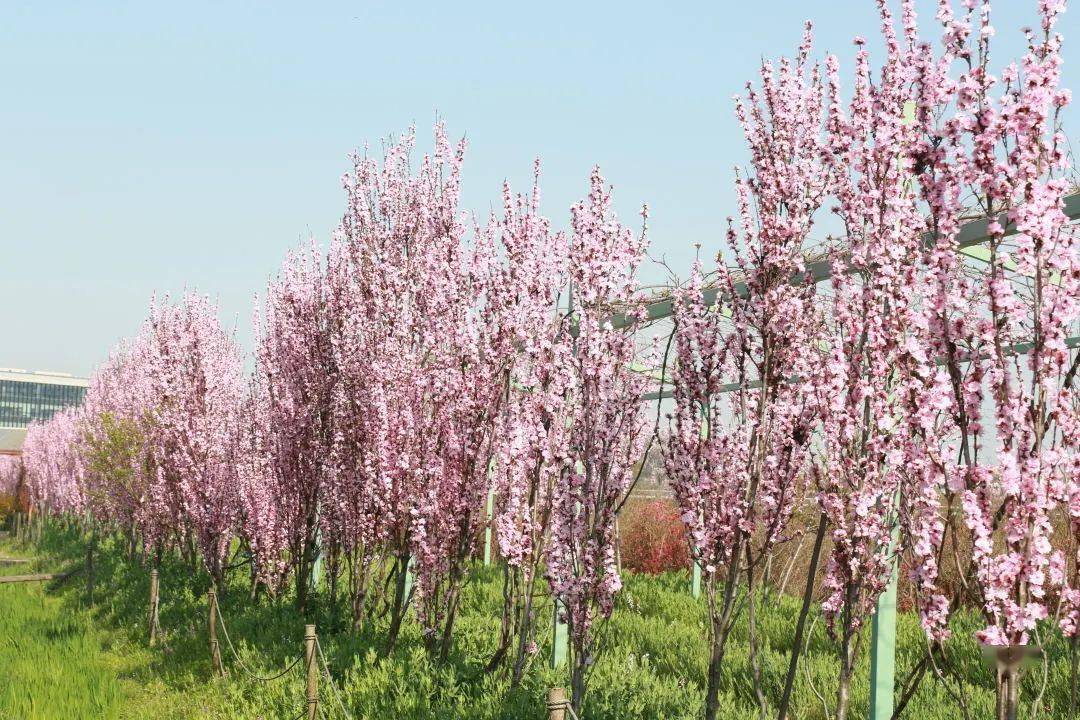 九龙湾花星球龙柱碧桃进入最佳观花期