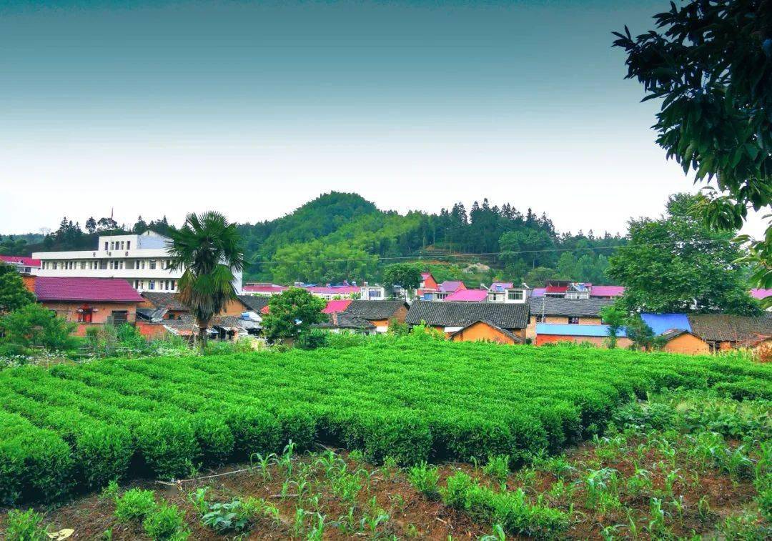 我在金寨农村有套房!_老家