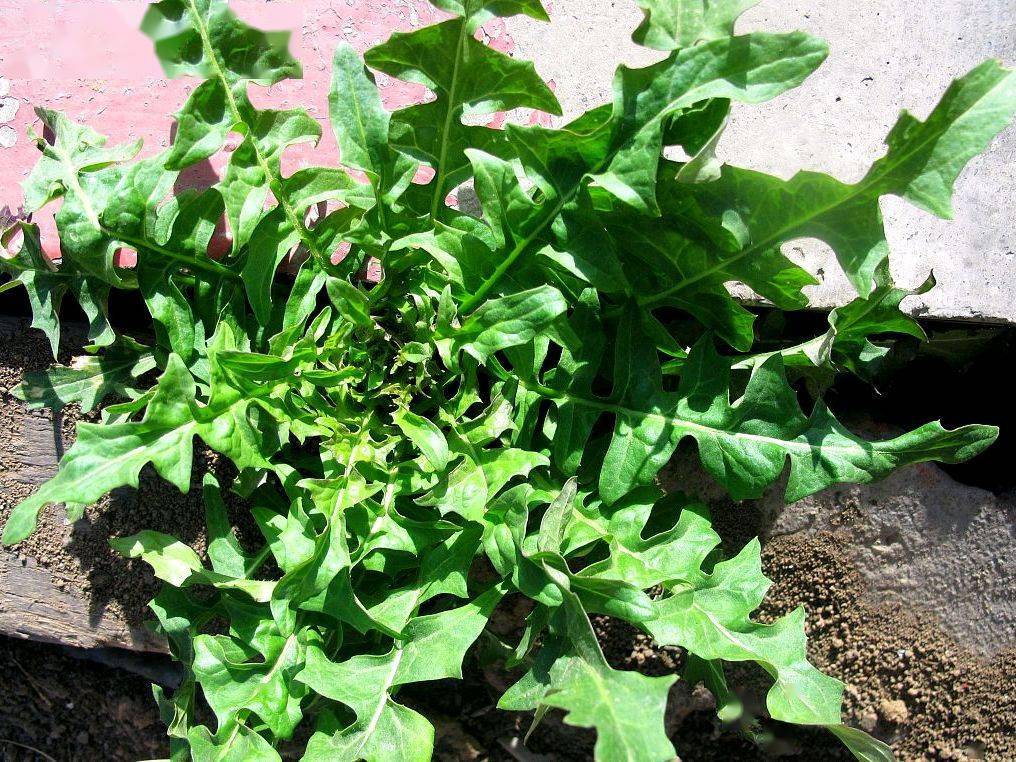 这个季节 这样保存3种野菜 包饺子可以从春天吃到冬天 蒲公英