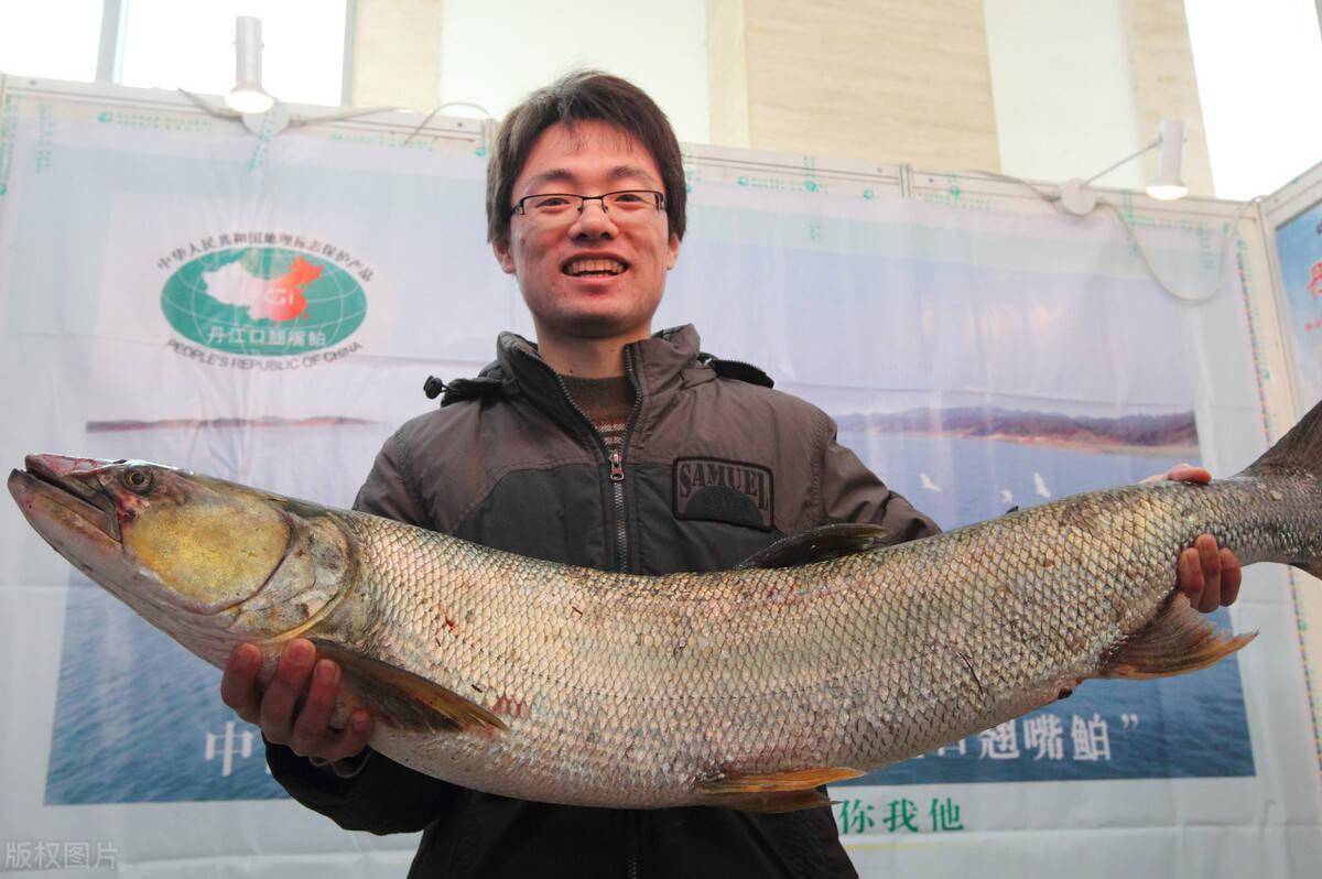 丹江口的命脉一年曾出鱼15亿斤如今以鱼保水