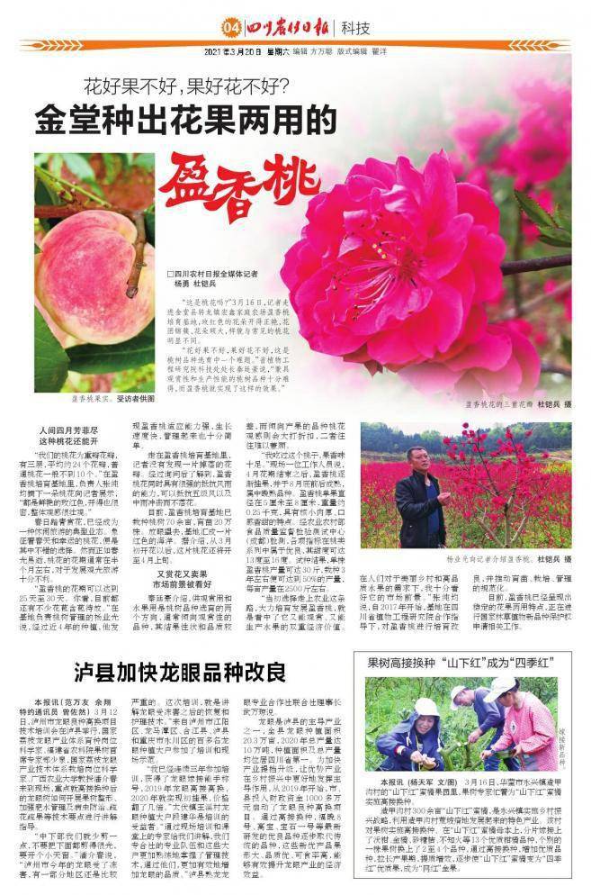 果树高接换种“山下红”成为“四季红”