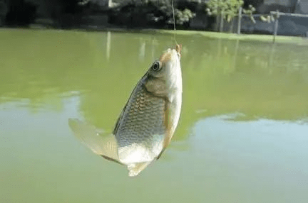 仲春野钓挑了这几个点钓鱼明年春天都不一定有鱼上钩