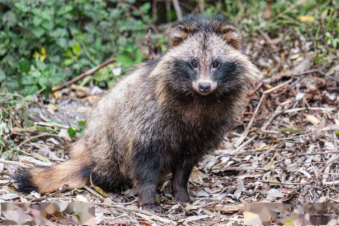 教科书式的以弱胜强不是狗獾不强大实在是貉太不讲武德