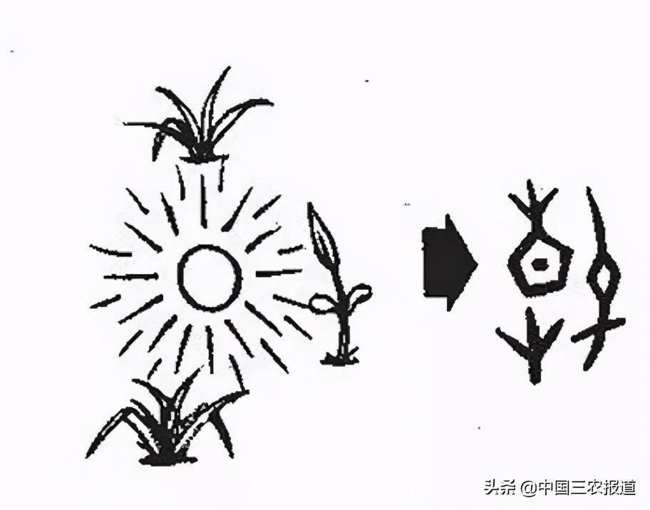 春,从其字形演变可以看出,早期的甲骨文"春"字由"日","艸"和一个像