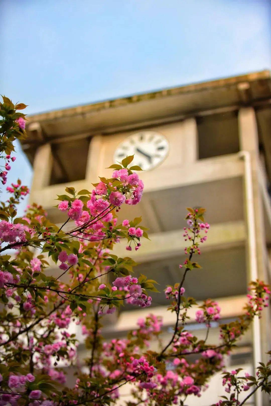 湖南这些校园的春景美"醉"了!快来看看有你的母校吗?