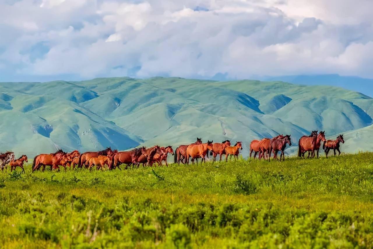 新疆是个好地方,那拉提草原醉人心扉,摄影人的天堂_蒙古