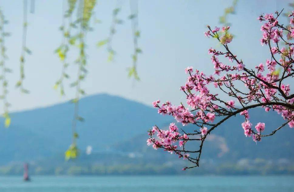 宁夏春日赏花地图 | 一期一会的美景怎能错过！