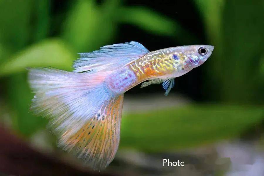 带您看看你可能未曾见过的孔雀鱼细节之美