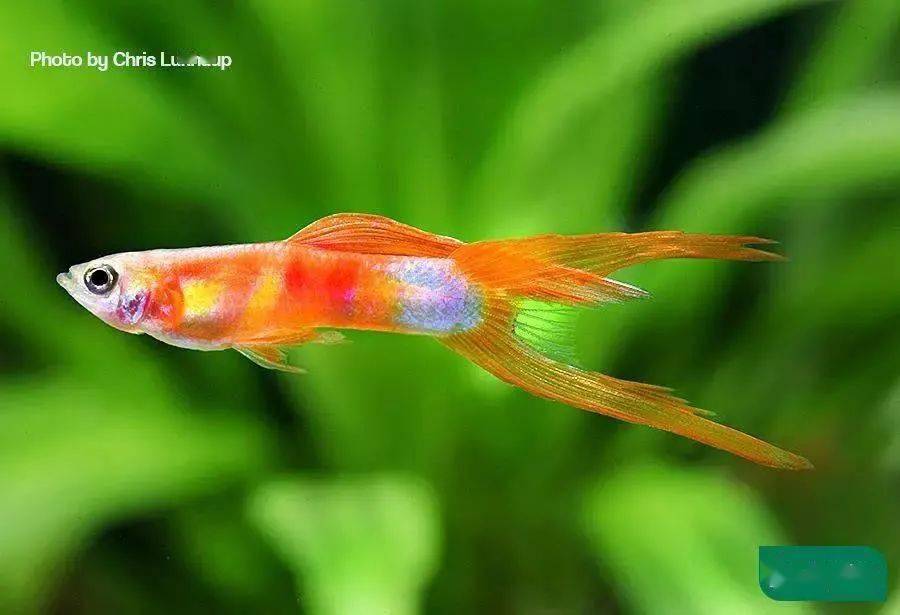 鱼多久能繁殖 baa9d9b2092844cdb6ff496d4886edfc.jpeg