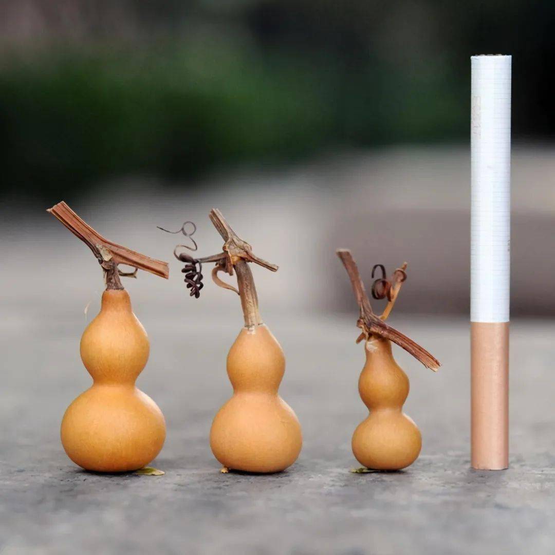 草里金的品种,最主要的说了草里金的特点,不是所有的文玩葫芦都叫草里