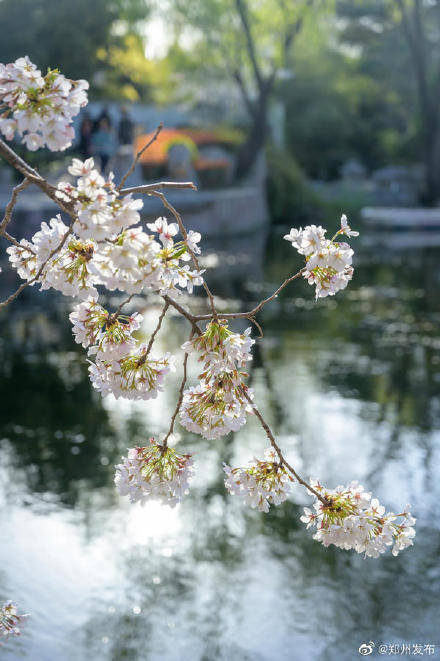 春日限定！郑州 这儿的樱花正美