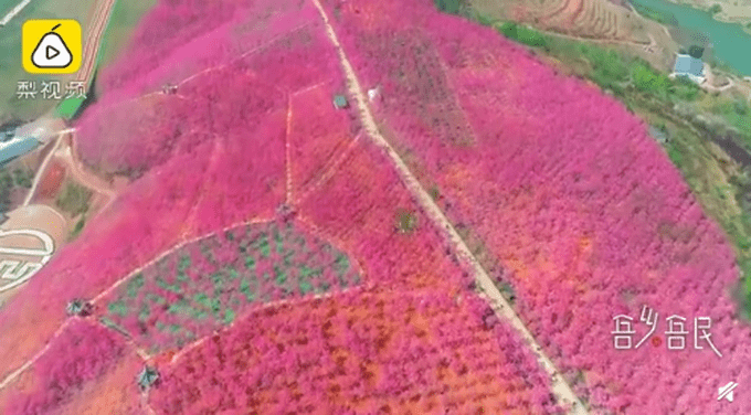 村民花16年把荒山变花谷：37万株樱花构成“粉色画卷”