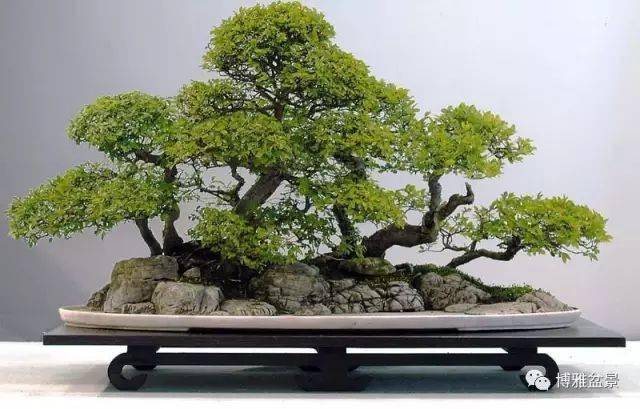 近100盆精品水旱盆景欣赏值得收藏