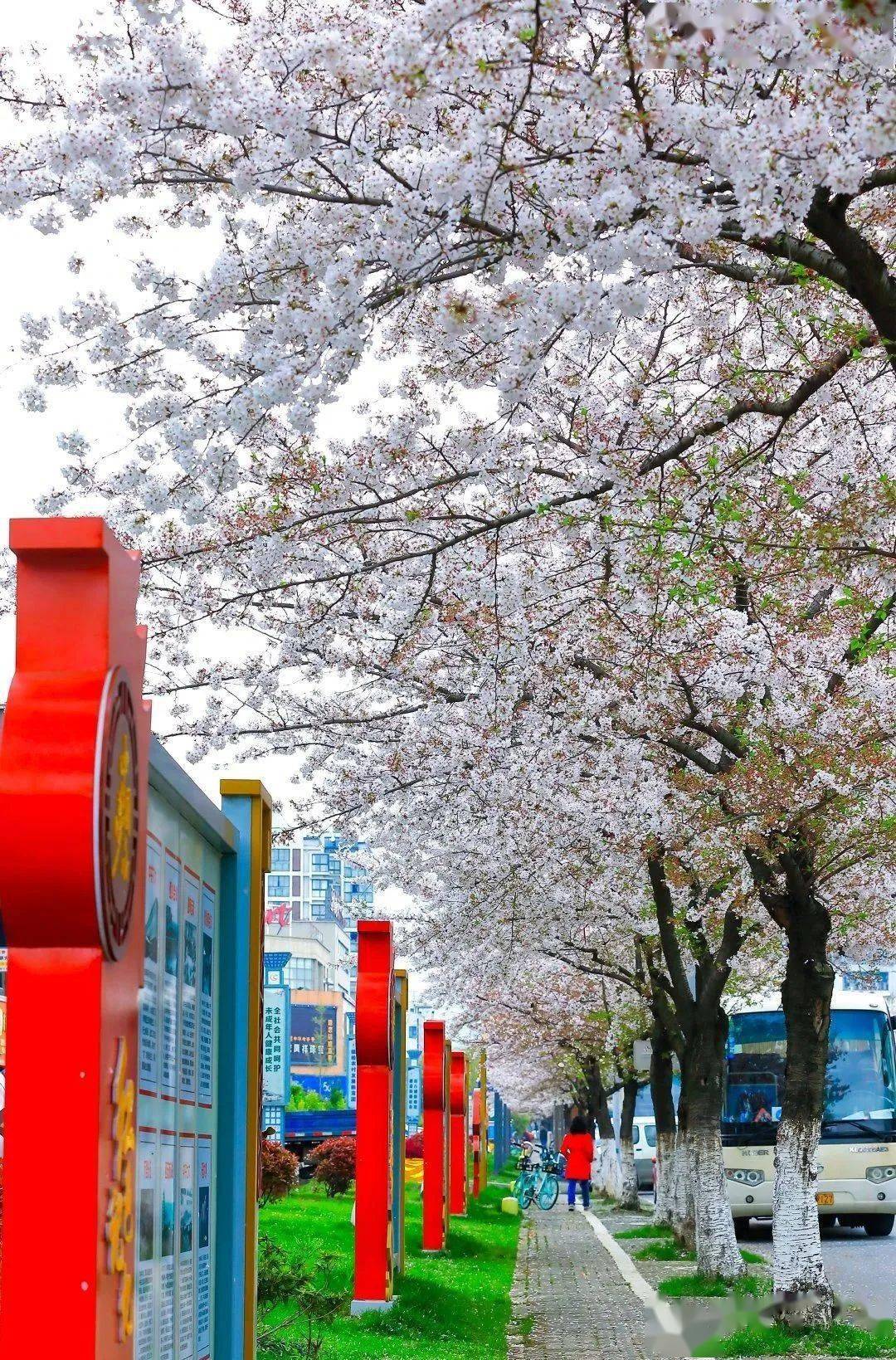 除了鼋头渚,金匮公园,拈花湾,无锡这八大赏樱胜地也美翻了!_樱花路