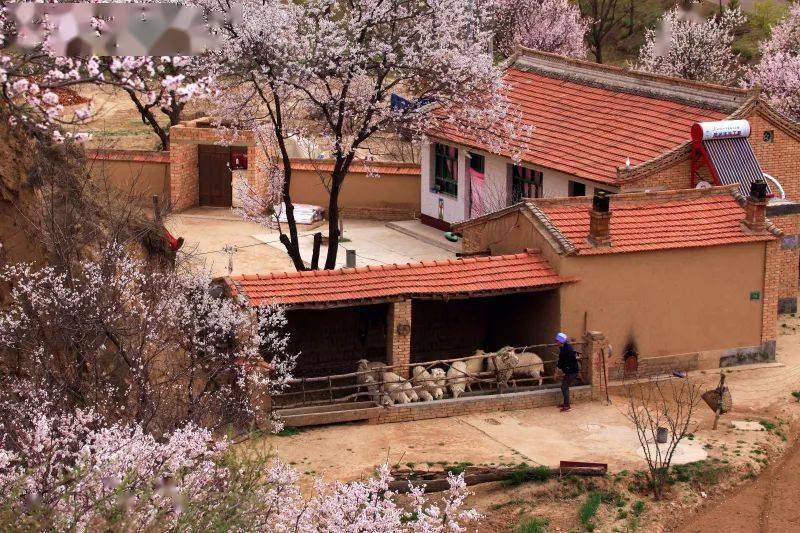 涌泉村的春天真滴来咧 大有叔正在家里等着 各位来额们西海固 踏踏青