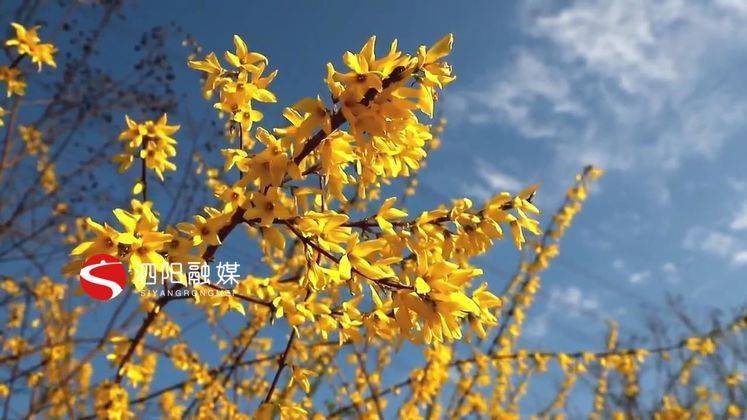 泗阳：三月春风暖陌上花正开