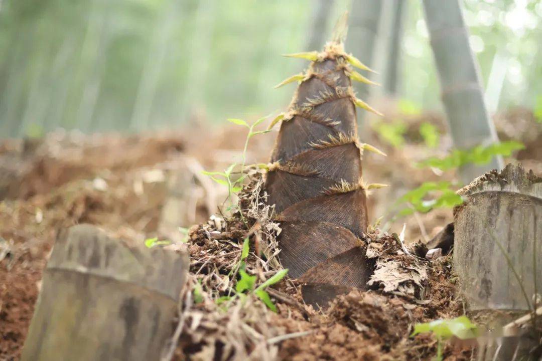 賞萬畝竹海 觀春筍破土 聽春筍拔節_崇義