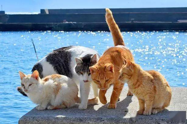 梦里梦见猫,探索梦境中的神秘象征 梦里梦见猫,探索梦境中的神秘象征