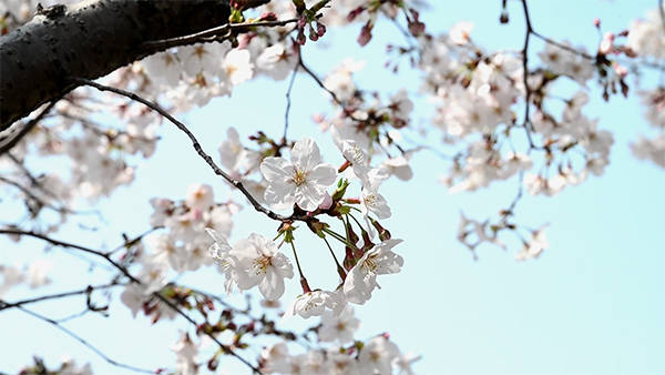 染井吉野樱大片怒放，上海终于迎来最美樱花季
