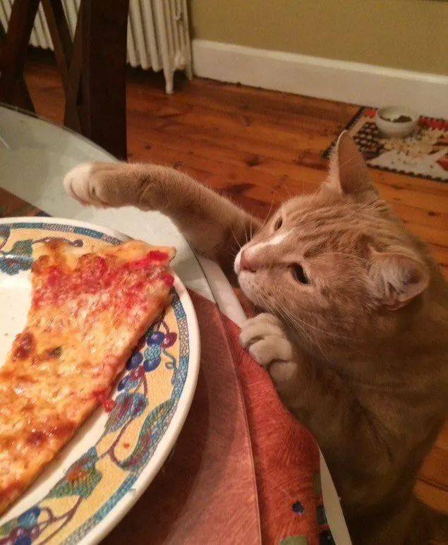 冷兔趣闻小猫咪要饭行为大赏