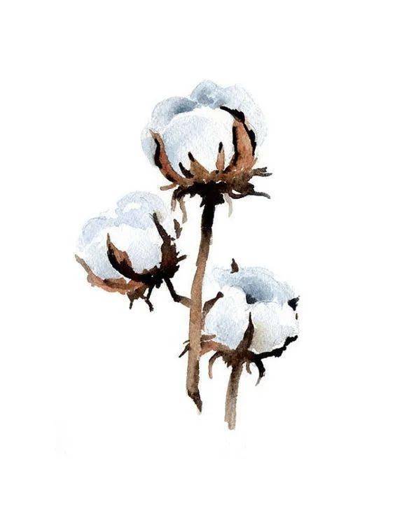 守护世界顶级的中国棉花绘画素材