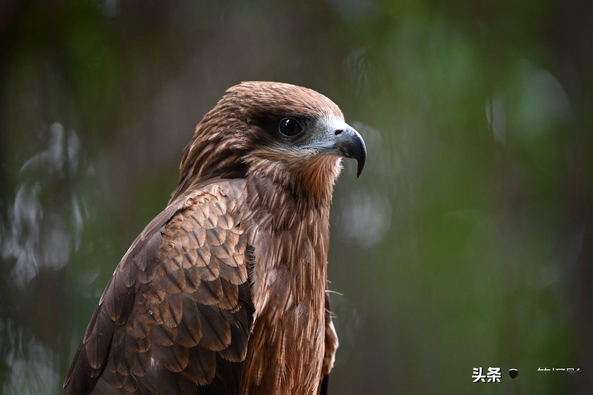 黑鸢——中国国家重点保护野生动物二类保护动物