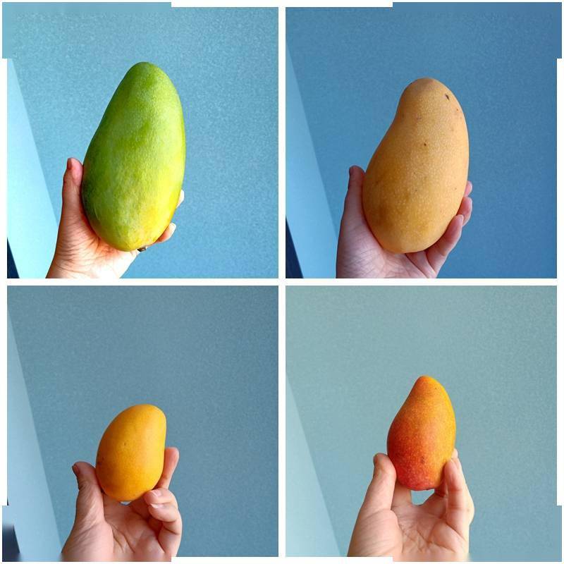 哪种芒果最好吃酷爱芒果的吃货亲测网友涨知识了