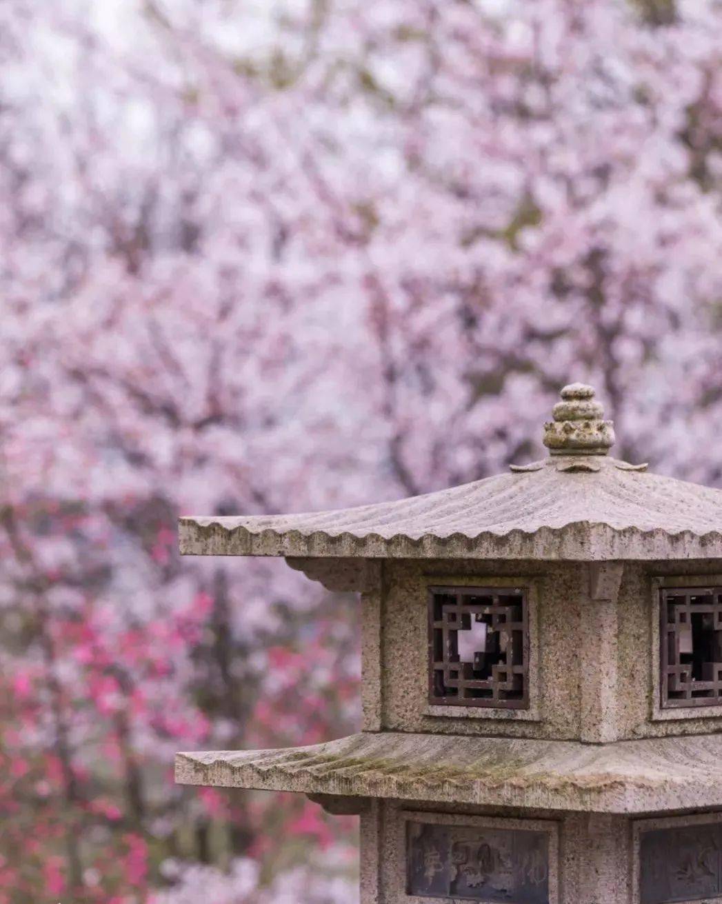 扬州大明寺樱花图片