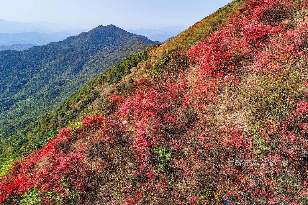 清遠通天蠟燭峰杜鵑花海,竟成了帥哥浪漫求婚現場!_海拔