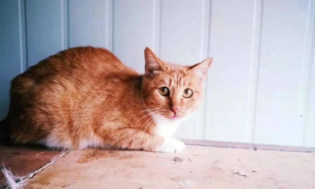 我领养了一只不亲人的猫 团子