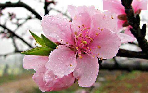 2021年“兰州桃花旅游节”即将启幕，快来安宁踏春色赏桃花吧
