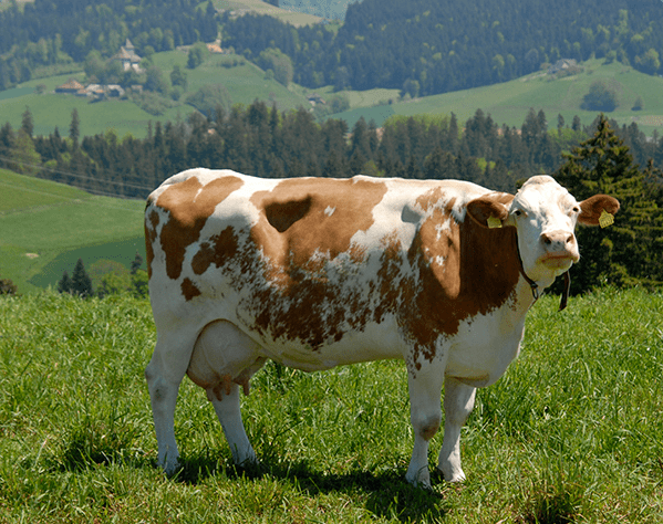 这样的牛奶给孩子喝才放心!奶源好,味道好,含钙高