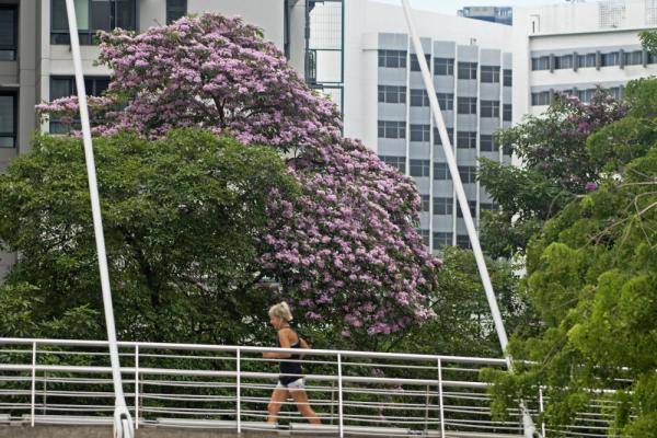 新加坡 风铃木花盛开 河畔