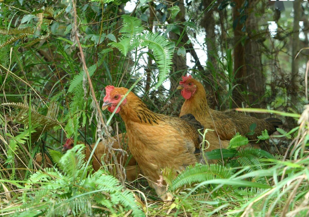 包山头搞绿色养殖前些年在农村曾红极一时现如今怎样了