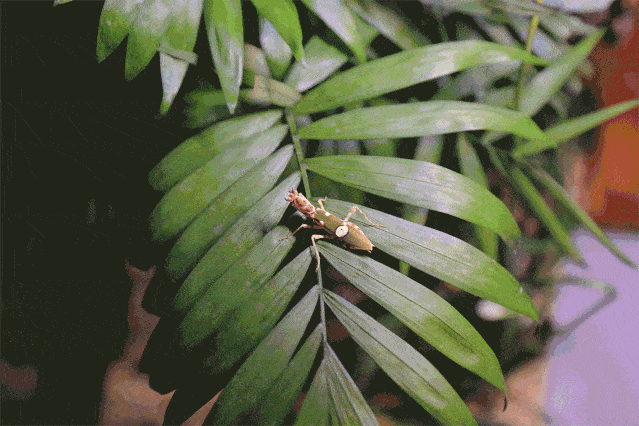 小生命的精彩瞬间与虫虫们亲密互动这都是童年时期的小玩伴蝈蝈,天牛