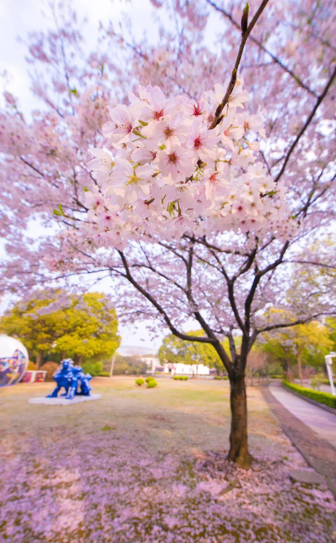 沪上39所高校樱花美图集锦来了