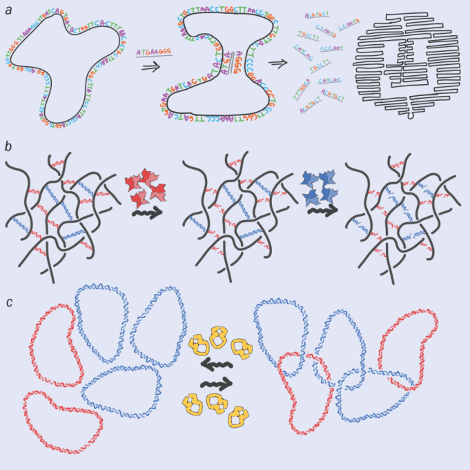 dna和肥皂有什么关系physicsworld