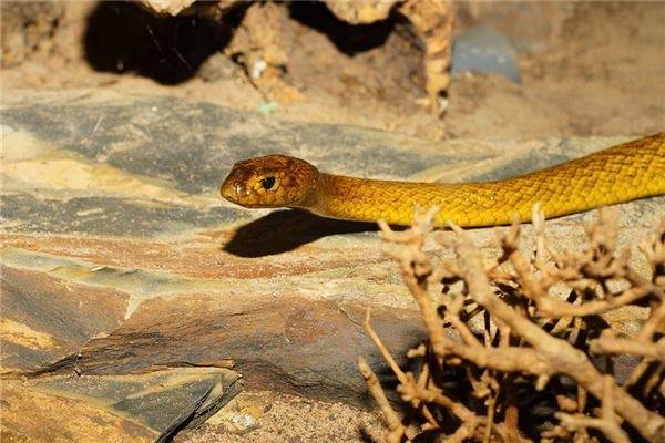 蛇属于什么五行 d6a618e5938c4421b472c50c0afb012f.jpeg