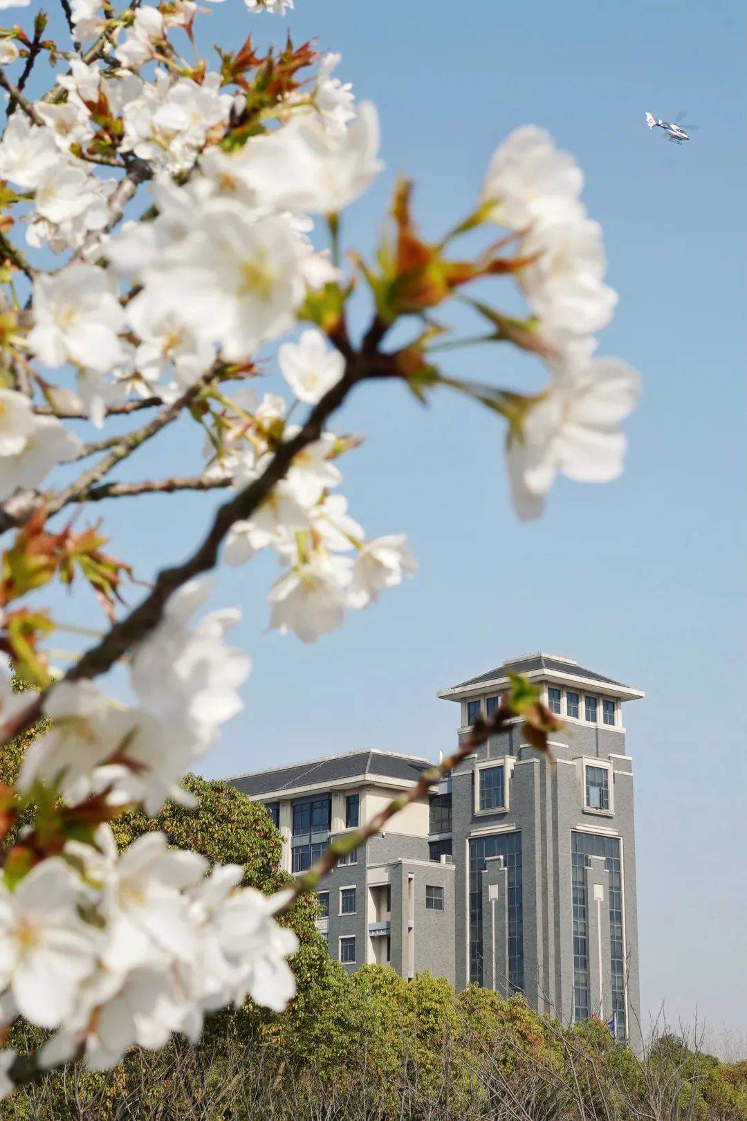 沪上39所高校樱花美图集锦来了