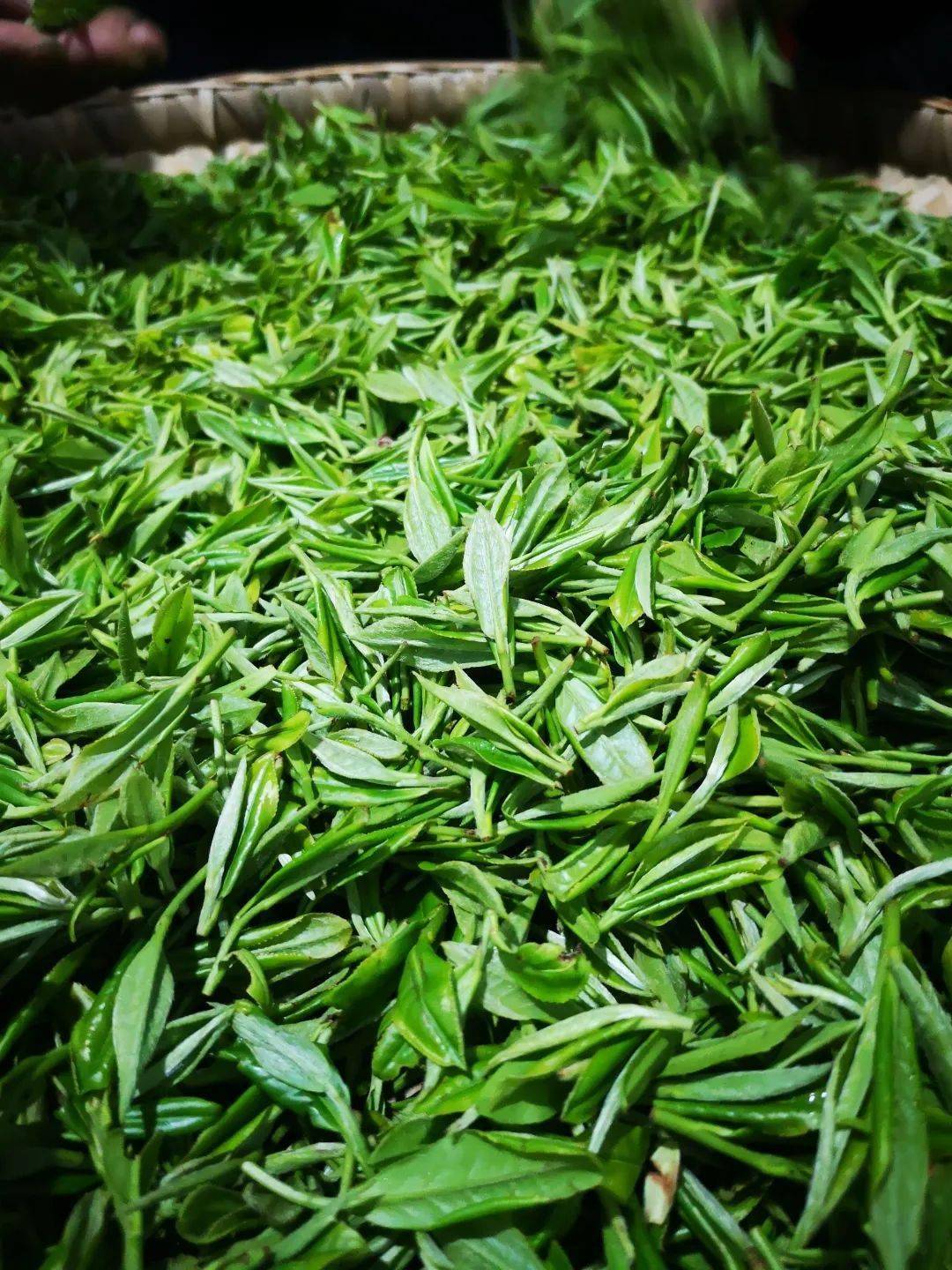 山与城丨"明前茶,贵如金" 一杯香茗品重庆