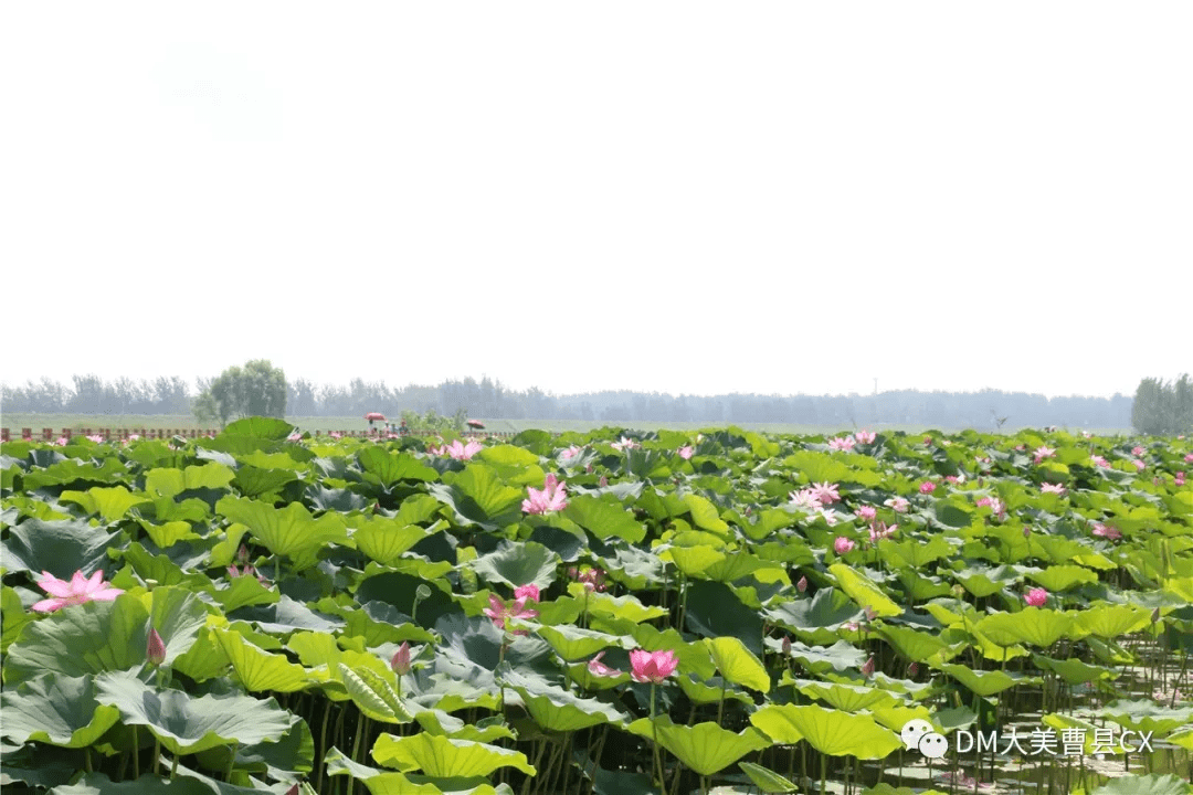 打卡情侣拍照"圣地",下午游览曹县黄河故道湿地风景区,曹县八里湾