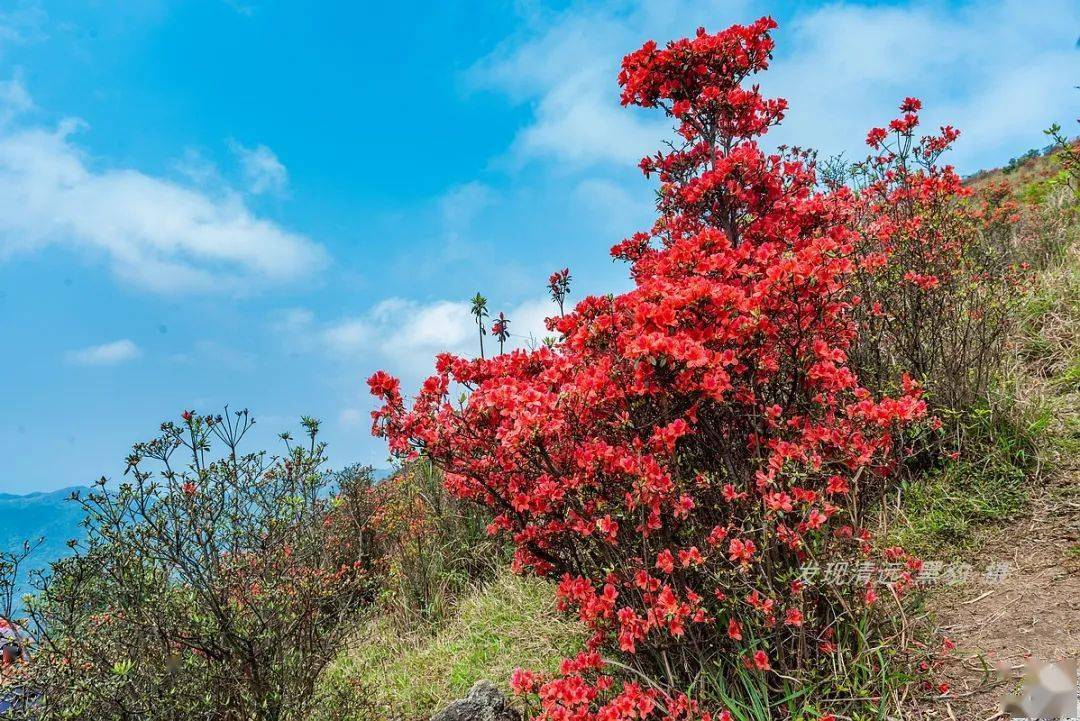 最重要的是,我终于实现了航拍天露山杜鹃花海的愿望.