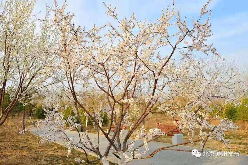 北京通州城市绿心4月起开启春季踏青赏花季 活动