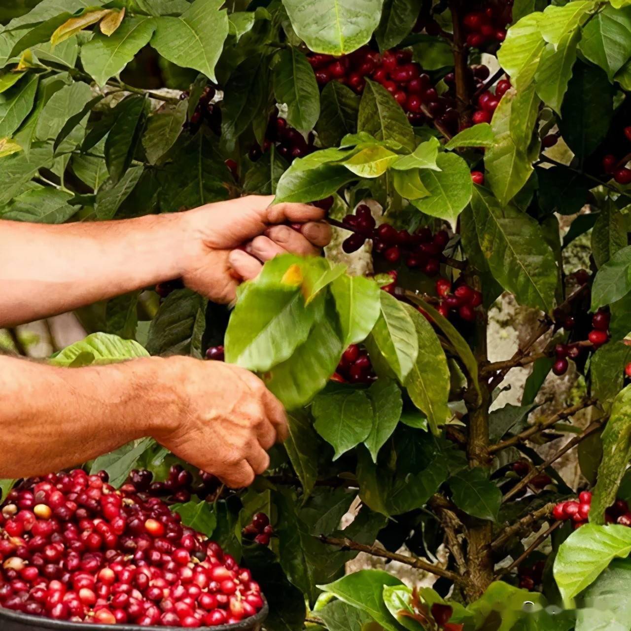 几个小众咖啡产地的咖啡你了解吗