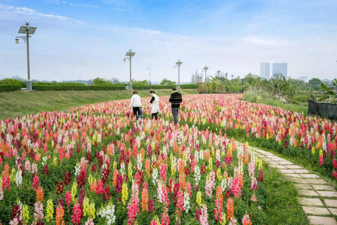 又一批省級休閒旅遊地出爐花海鷺鳥田園