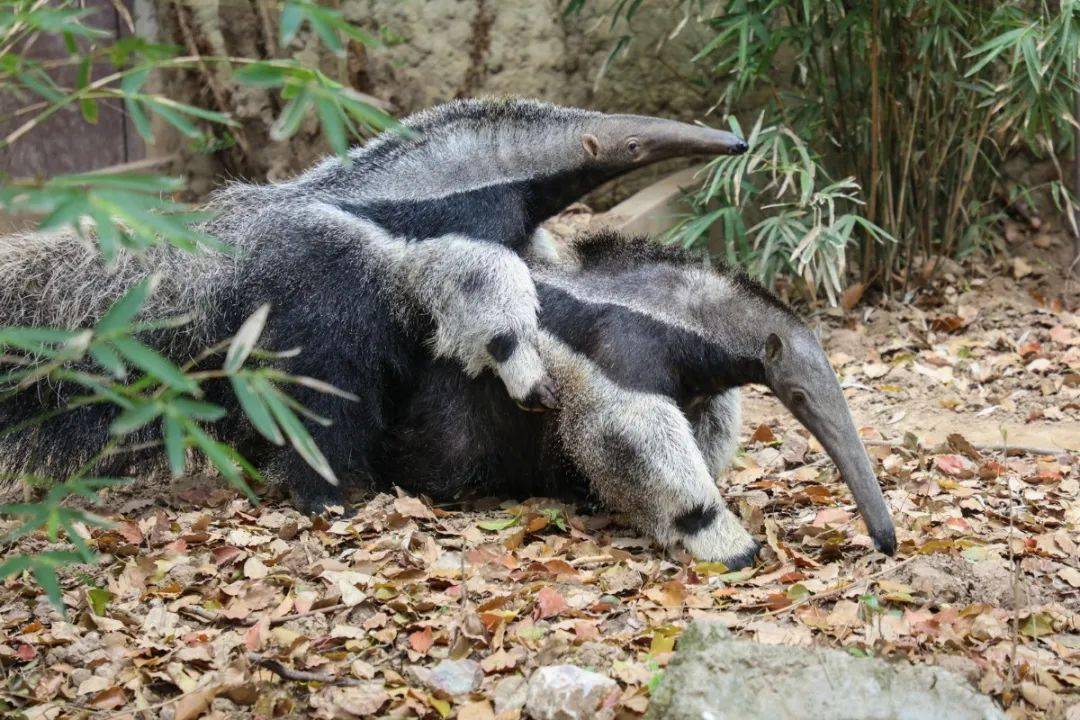 有獎選名動物寶寶們叫啥名由你來定哦