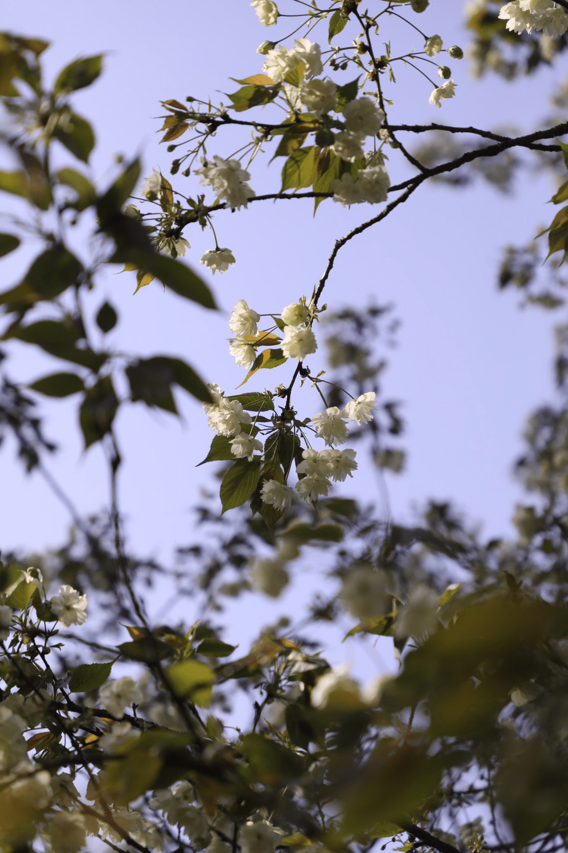 绿色樱花你见过吗？湖南省植物园内正在盛开，100多种樱花争相斗艳