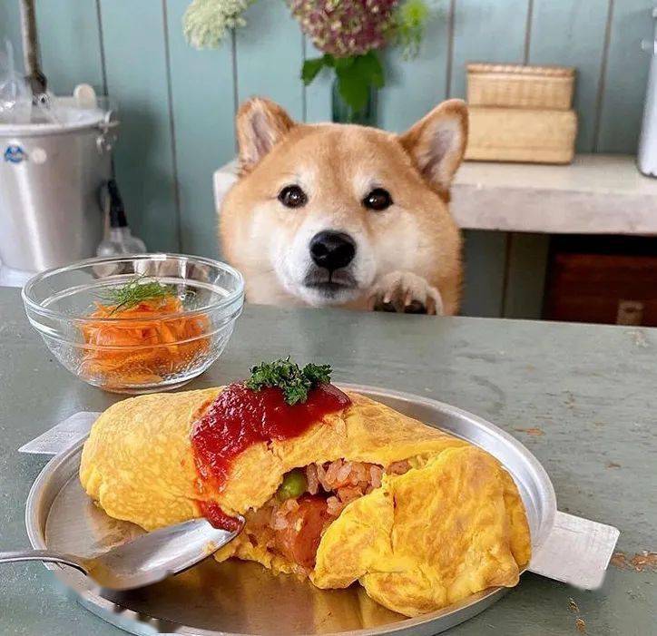 我做的美食没人看狗子出镜后居然就火了